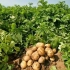 Rani krompir od a do ž: priprema gomolja, slijetanja, njege